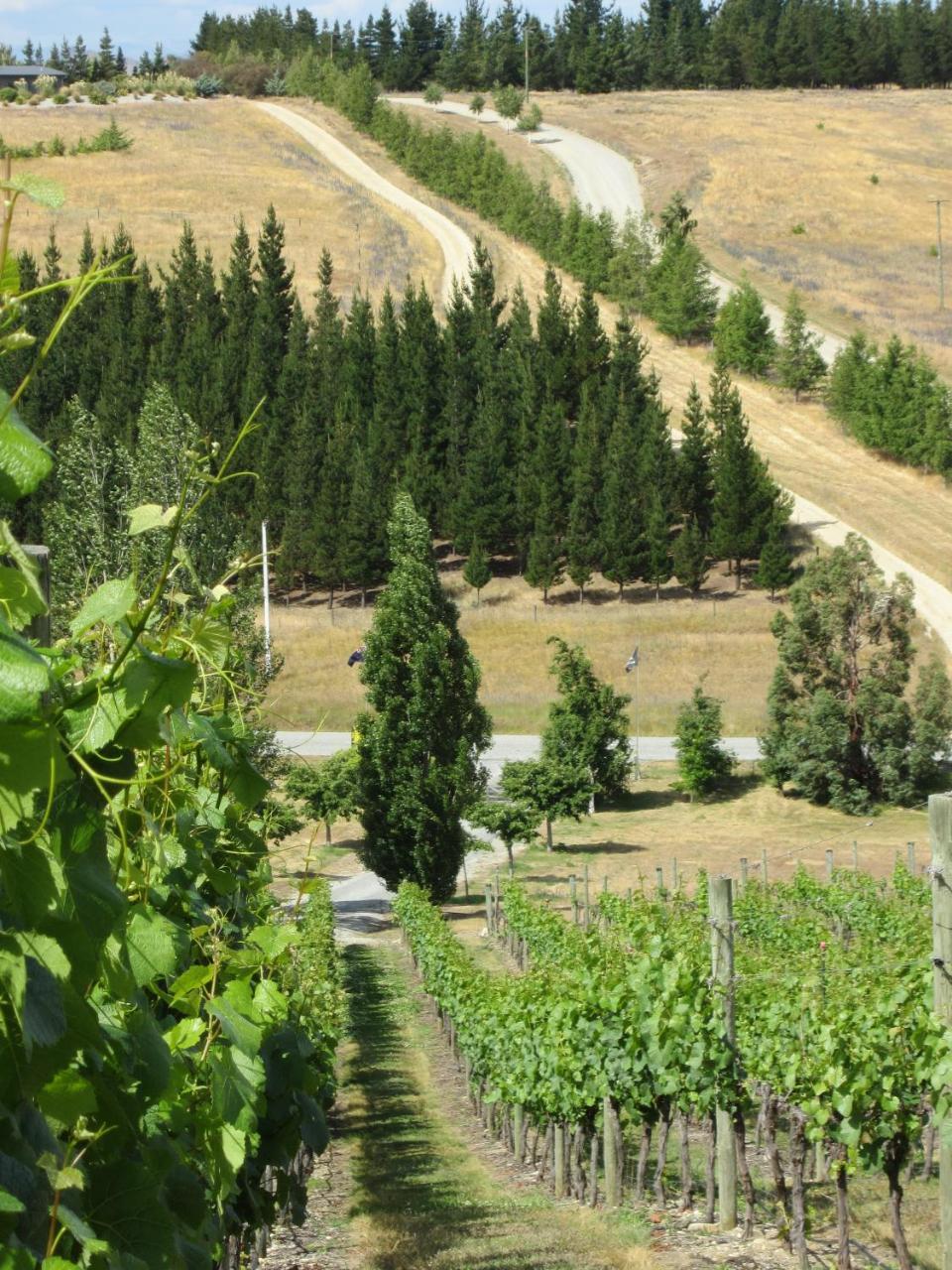 Hawkdun Rise Vineyard & Accommodation Alexandra Exteriér fotografie